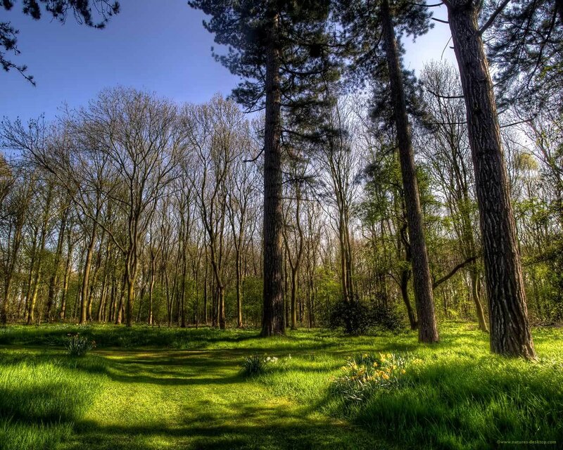 Pine Forest Clearing — Green, Serene, Spring, Photograph