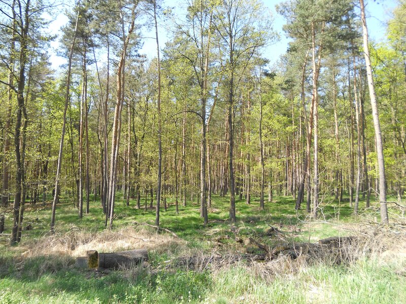 Pine Forest Clearing — Green, Serene, Spring