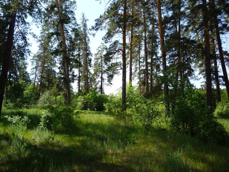 Pine Forest Clearing — Green, Serene