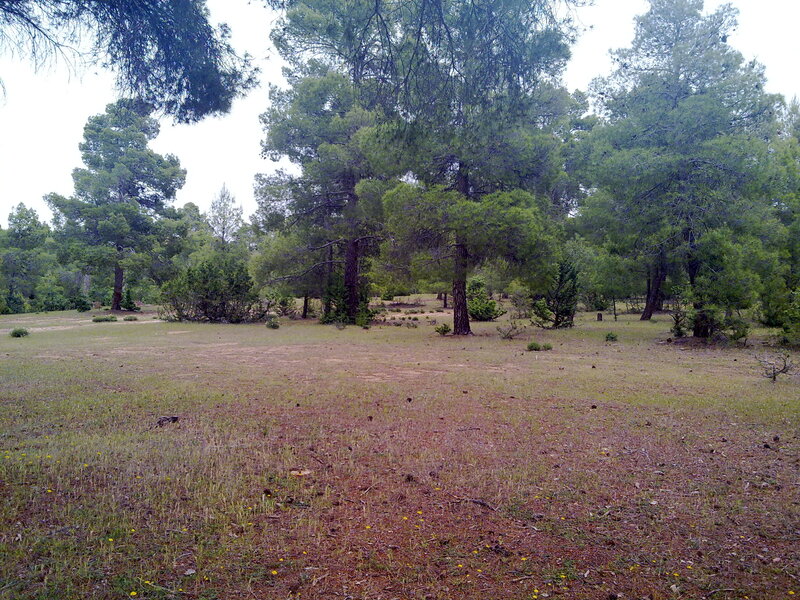 Pine Forest Clearing