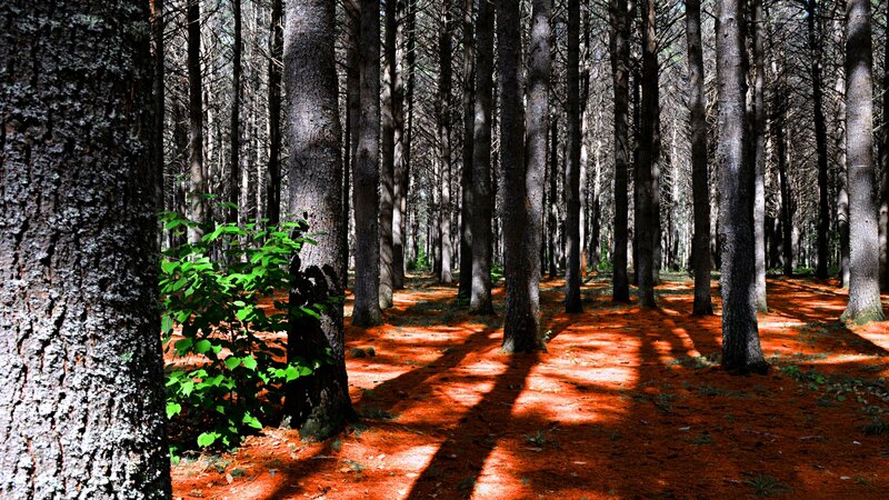 Pine Forest Floor — Brown