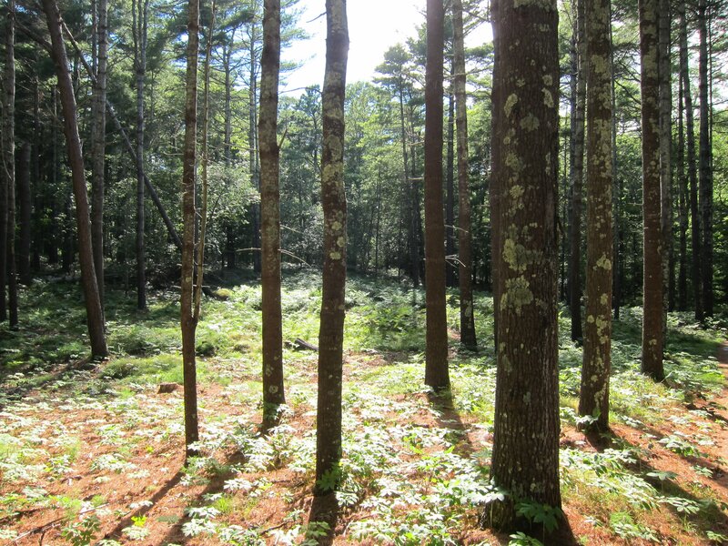 Pine Forest Floor — Green, Serene, Afternoon