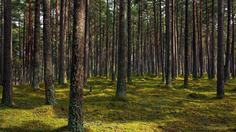 Pine Forest Floor — Green, Serene