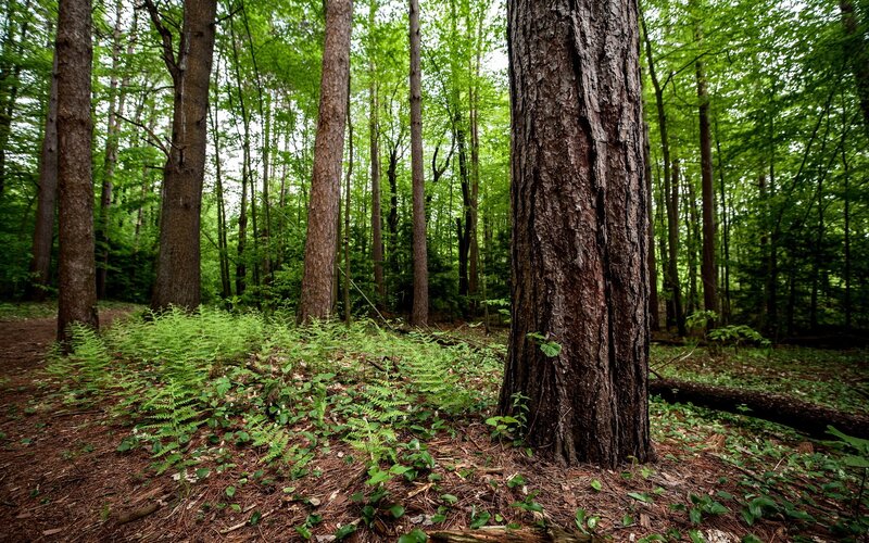 Pine Forest Floor — Green