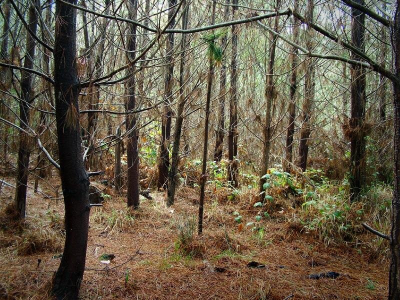 Pine Forest Floor