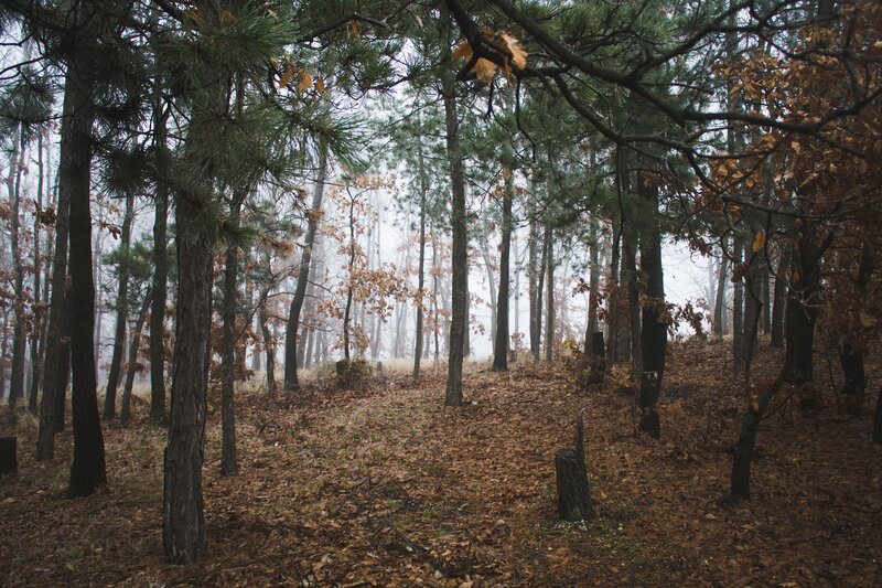 Pine Forest in Autumn — Brown