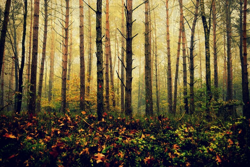 Pine Forest in Autumn