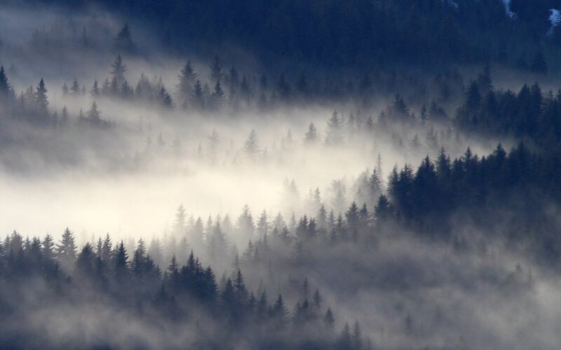 Pine Forest in Fog — Blue, Misty