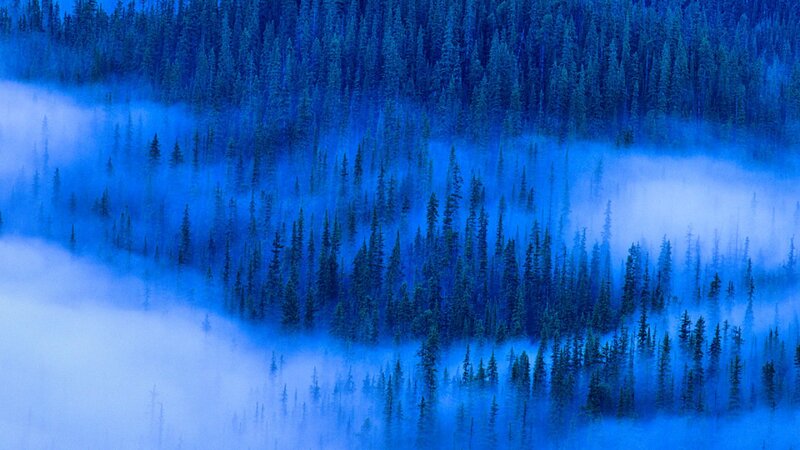 Pine Forest in Fog — Blue, Serene
