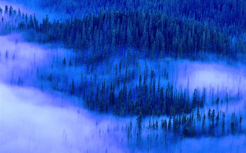Pine Forest in Fog — Blue