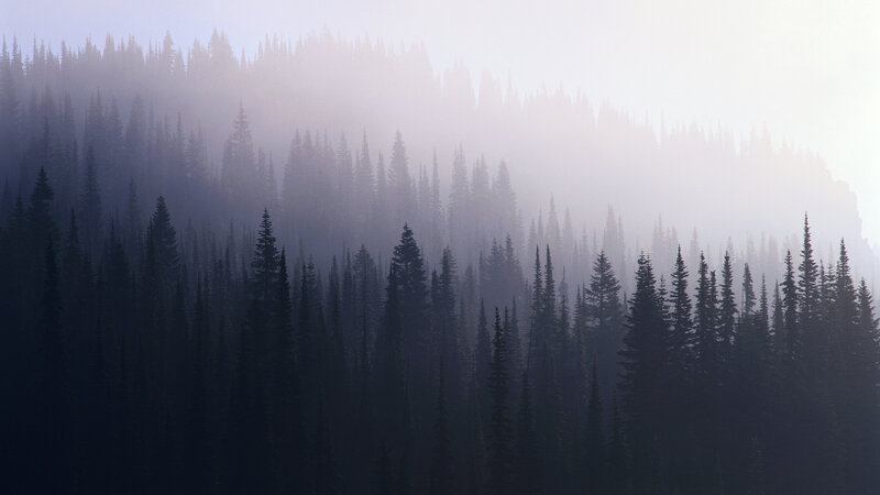 Pine Forest in Fog — Gray, Misty, Morning