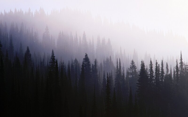 Pine Forest in Fog — Gray, Misty