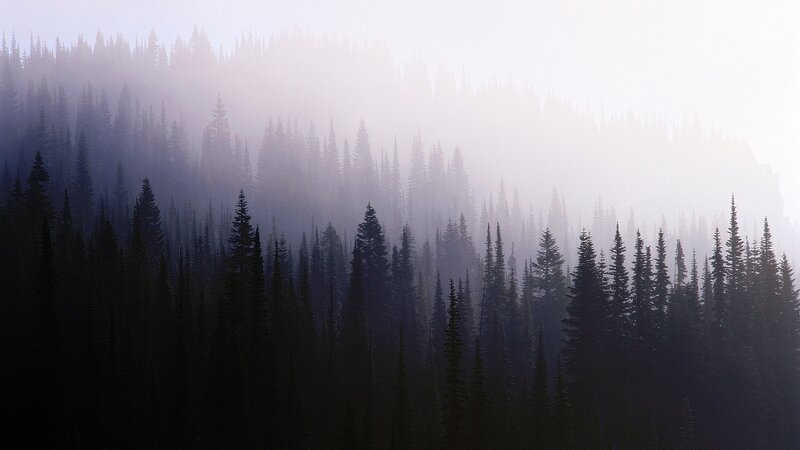 Pine Forest in Fog — Gray