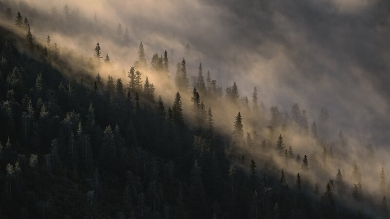 Pine Forest in Fog — Green, Misty, Morning, Photograph
