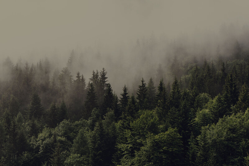 Pine Forest in Fog — Green, Misty, Photograph
