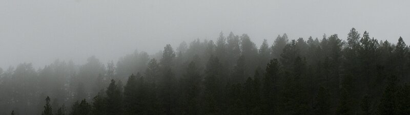 Pine Forest in Fog — Green