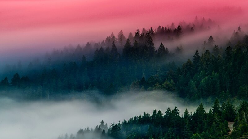 Pine Forest in Fog — Pink