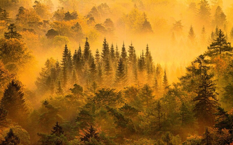 Pine Forest in Mist — Gold