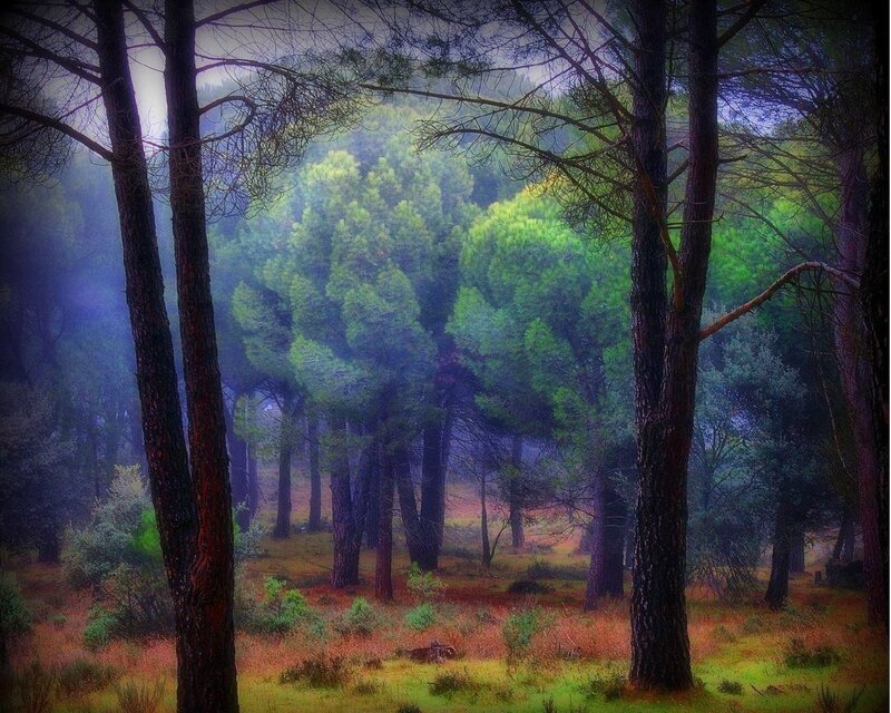 Pine Forest in Mist — Green, Mysterious