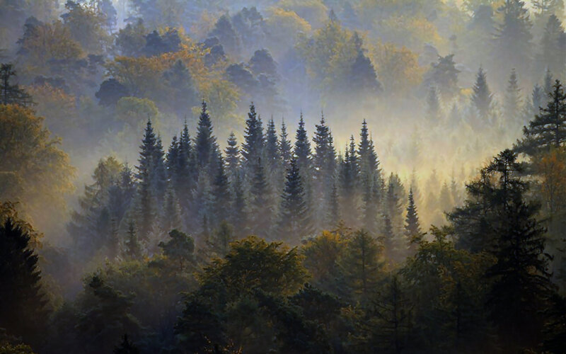 Pine Forest in Mist — Green, Serene