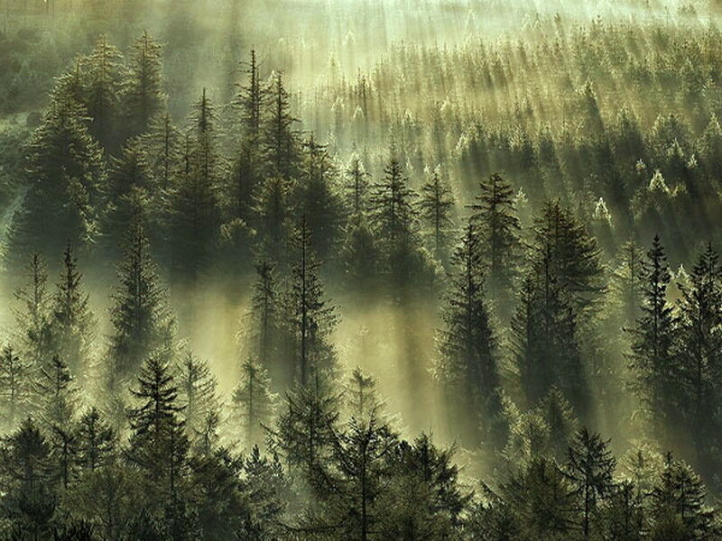 Pine Forest in Mist — Green