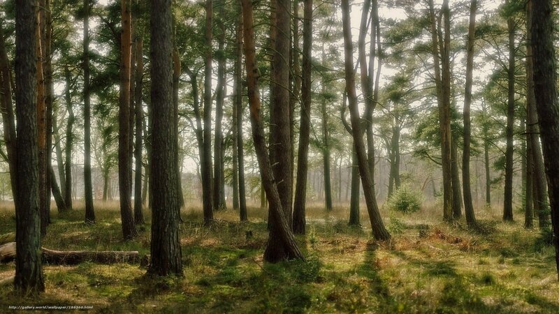 Pine Forest in Morning