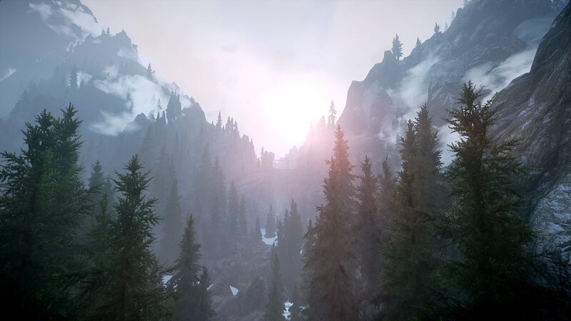 Pine Forest in Mountain Valley