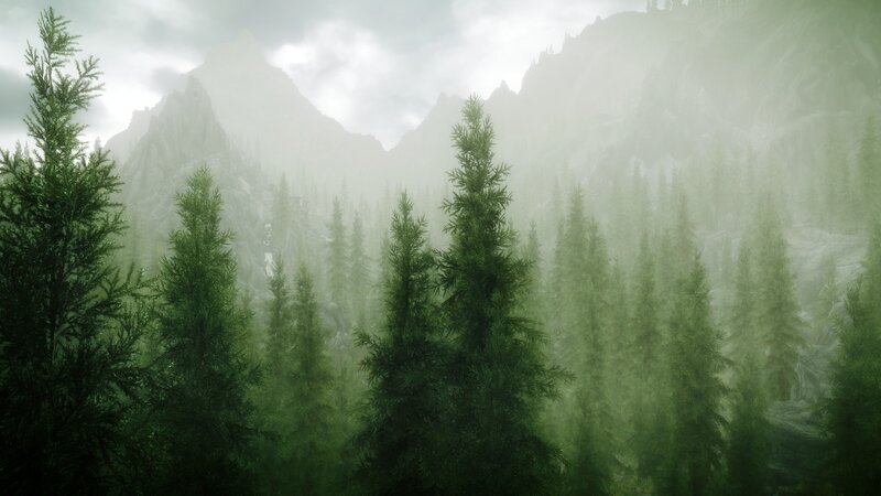 Pine Forest in Mountains — Green, Misty, Serene