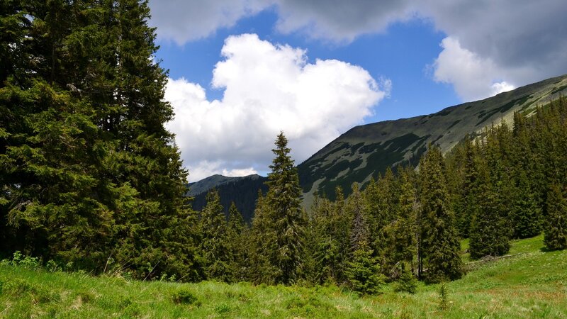 Pine Forest in Mountains — Green, Serene