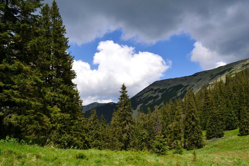 Pine Forest in Mountains — Green