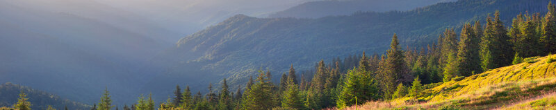 Pine Forest in Mountains