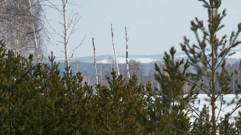pine forest in winter