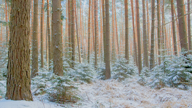 Pine Forest in Winter — White
