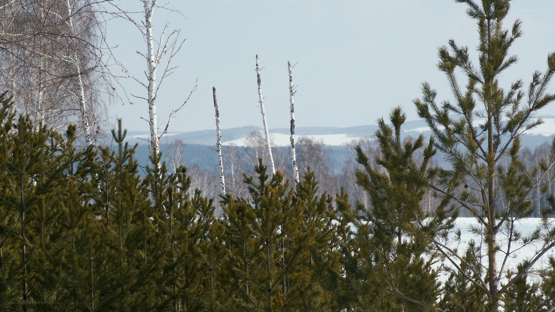 pine forest in winter
