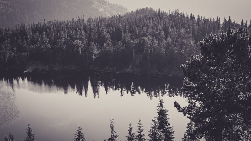 Pine Forest Lake — Gray, Serene