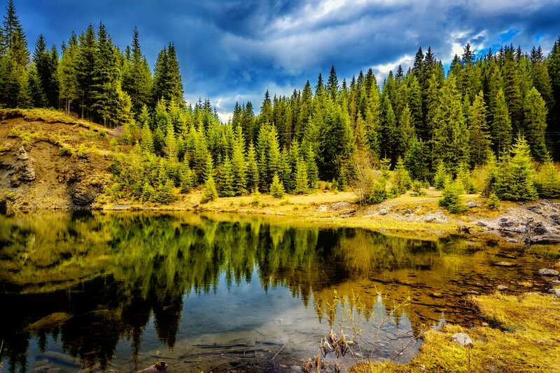 Pine Forest Lake — Green, Dramatic, Afternoon, Photograph