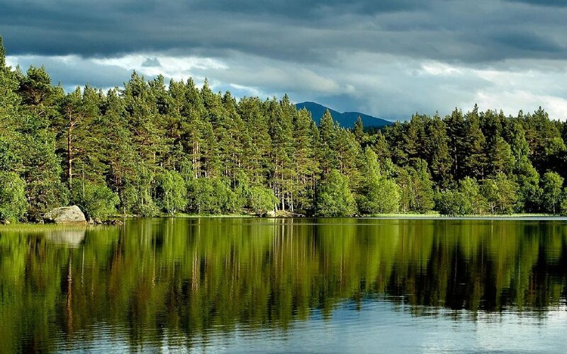 Pine Forest Lake — Green, Dramatic, Afternoon