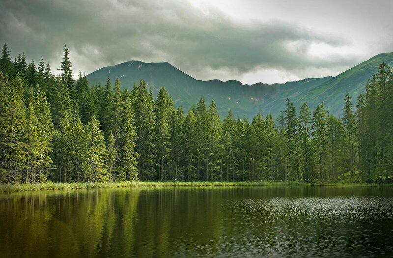 Pine Forest Lake — Green, Dramatic, Photograph