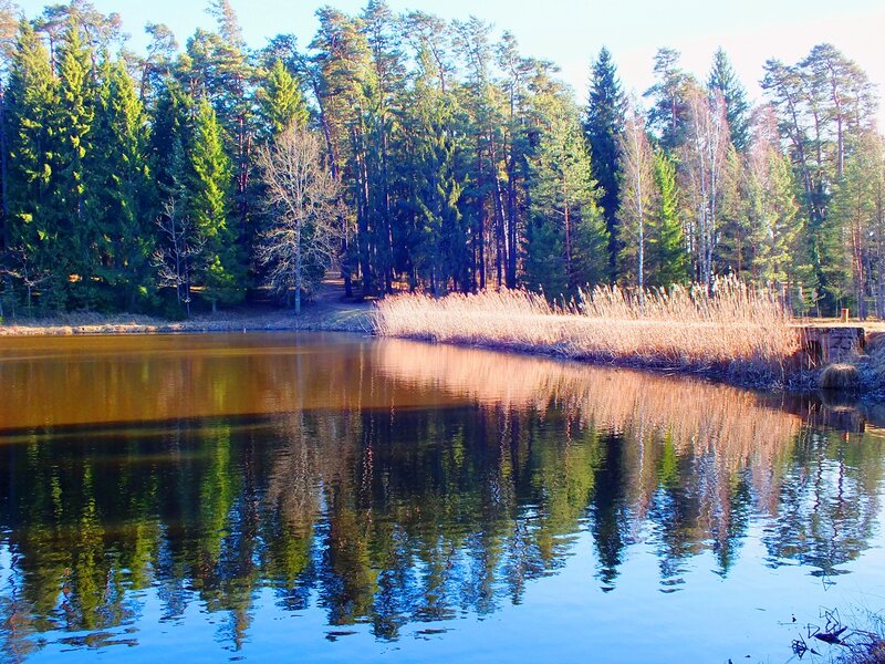 Pine Forest Lake — Green, Serene, Afternoon, Photograph, Trees