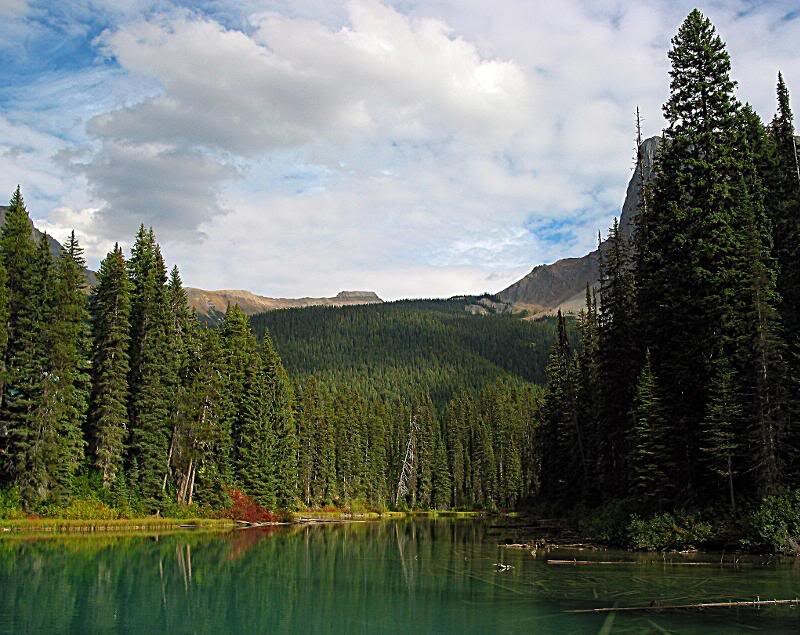 Pine Forest Lake — Green, Serene, Afternoon