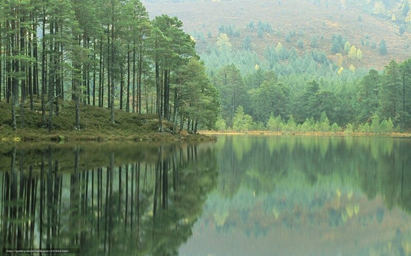 Pine Forest Lake — Green, Serene, Autumn