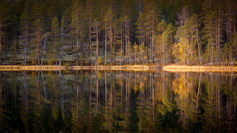 Pine Forest Lake — Green, Serene, Sunset, Photograph, Trees, Reflection