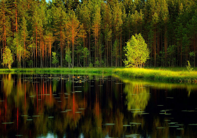 Pine Forest Lake — Green, Serene, Sunset, Photograph, Trees