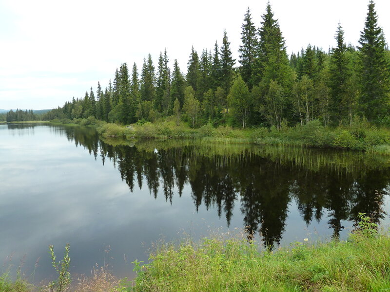 Pine Forest Lake — Green, Serene