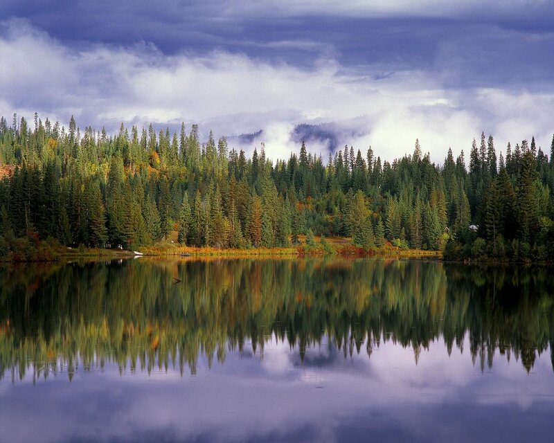 Pine Forest Lake — Green