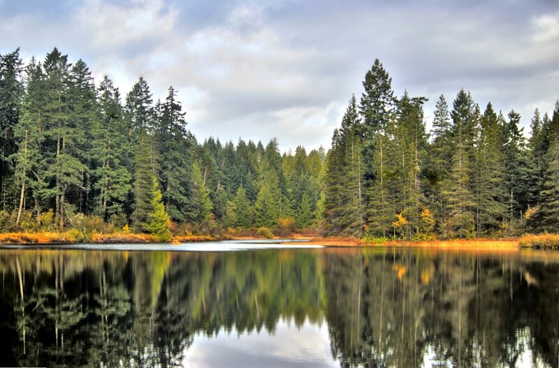 Pine Forest Lake