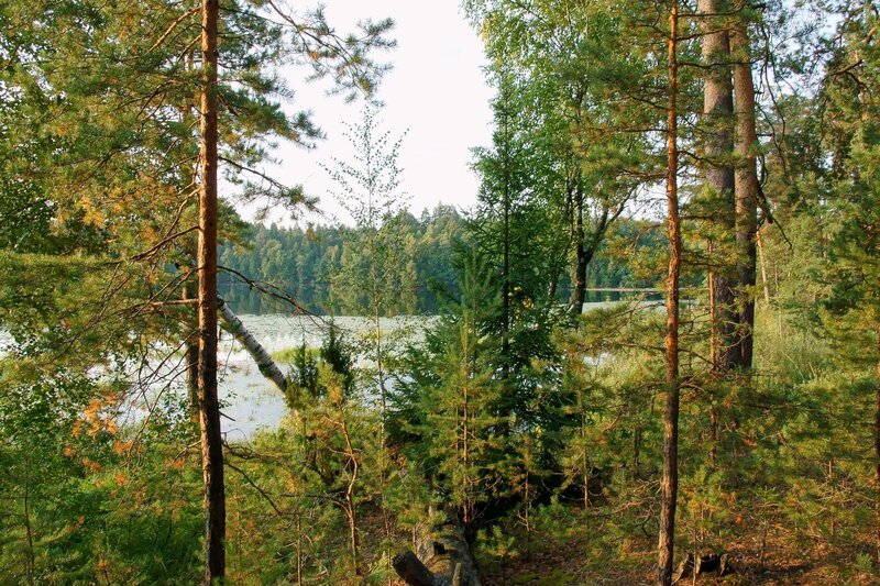 Pine Forest Lake View — Green