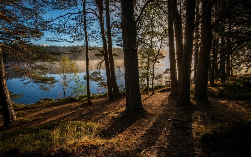 Pine Forest Lake View