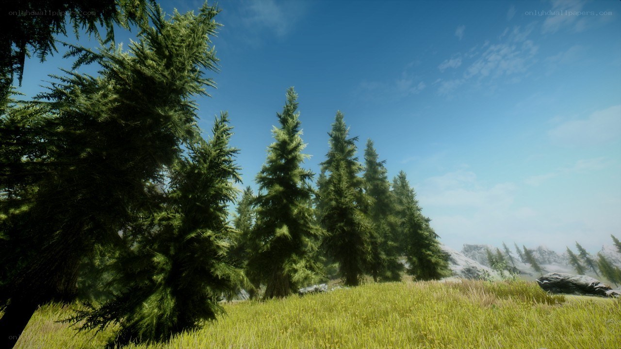 pine forest landscape
