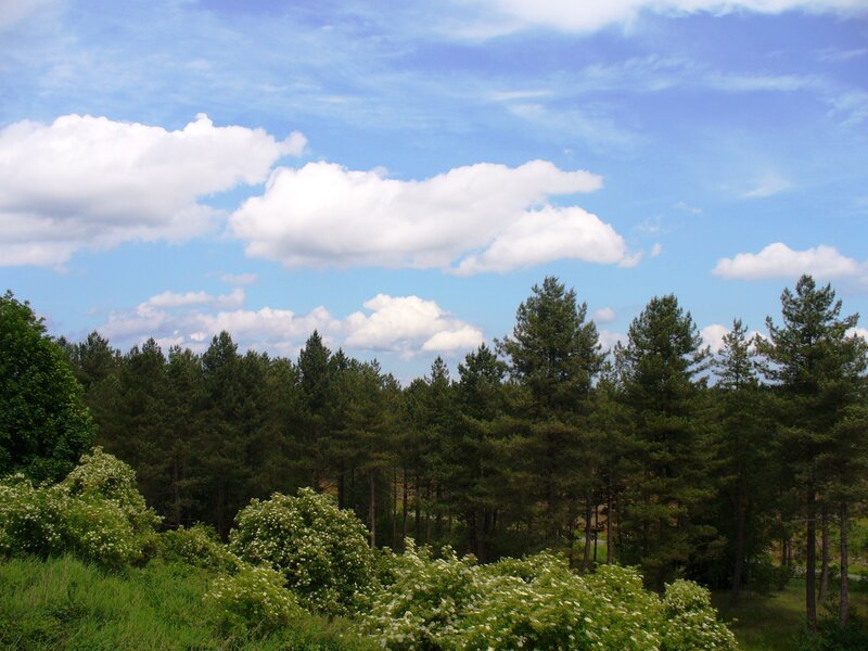 Pine Forest Landscape — Blue